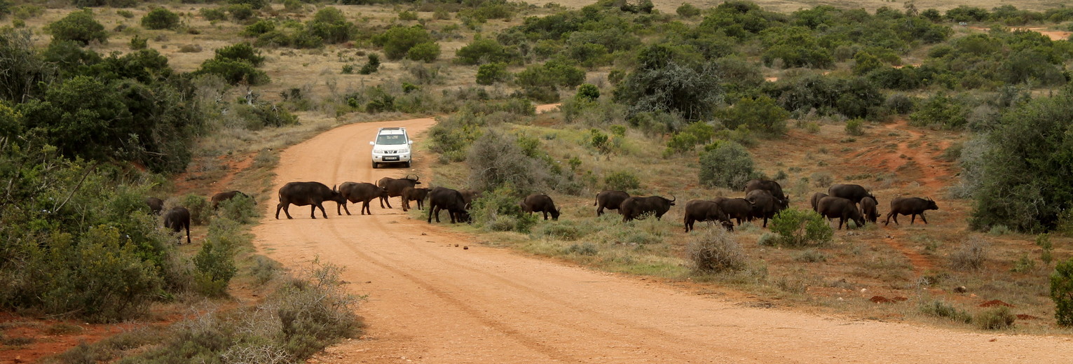 Safari met je huurauto door een nationaal park