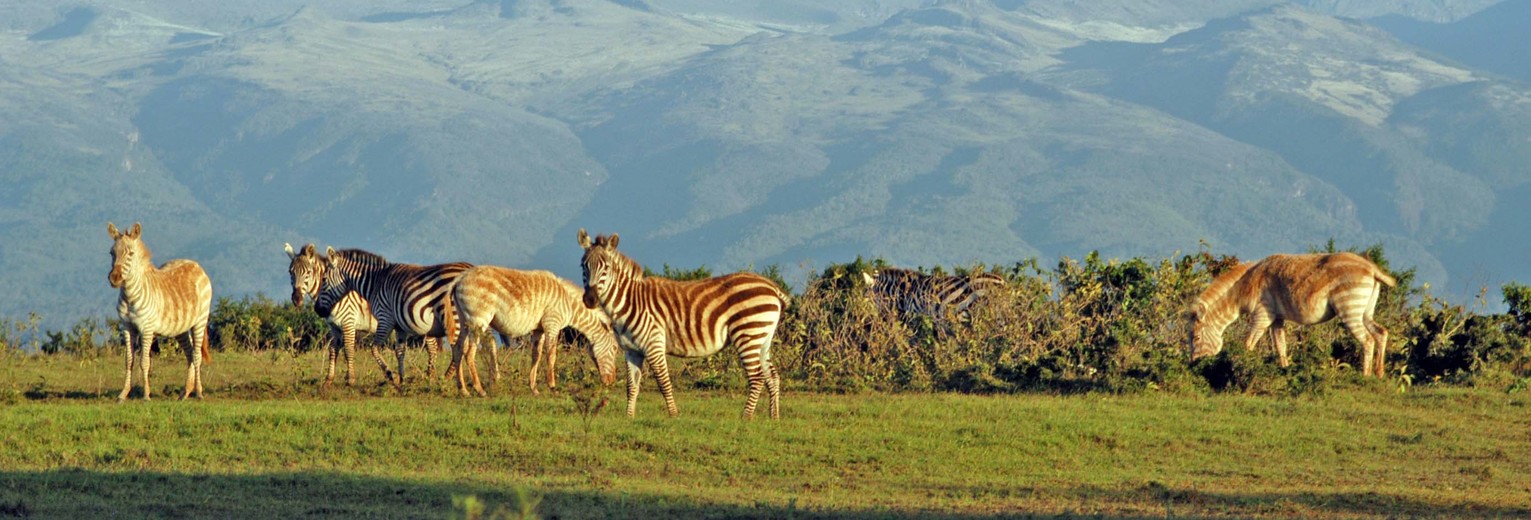 Een kudde zebra's met daarachter Mount Kenya in de Aberdare Mountains, Kenia