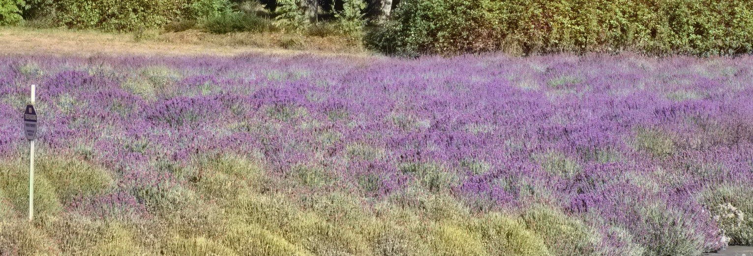 Lavendelveld rond Medford, Oregon