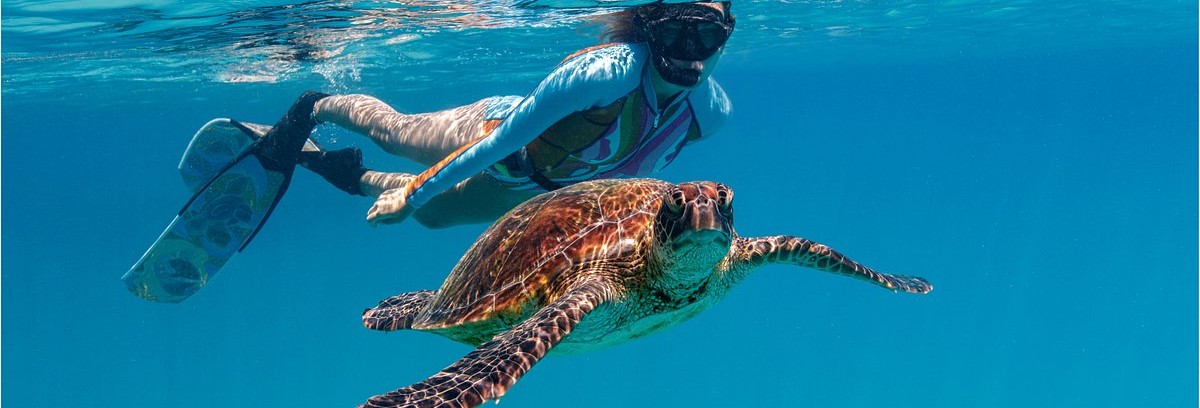 Snorkelen met een schidpad