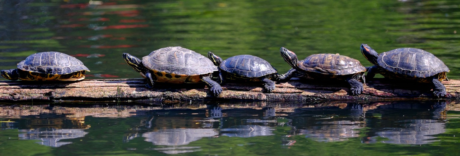 Schildpadden opvangcentrum Unawatuna