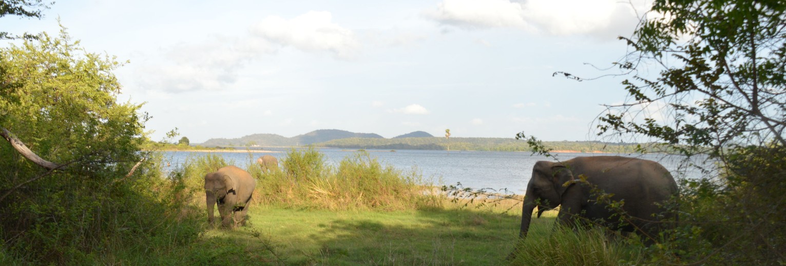 Olifanten spelen een belangrijke rol in de Sri Lankaanse cultuur