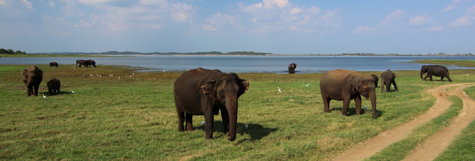 Sri-Lanka-Safari-Olifanten_1_375795 Sri-Lanka-Safari-Olifanten_1_375795