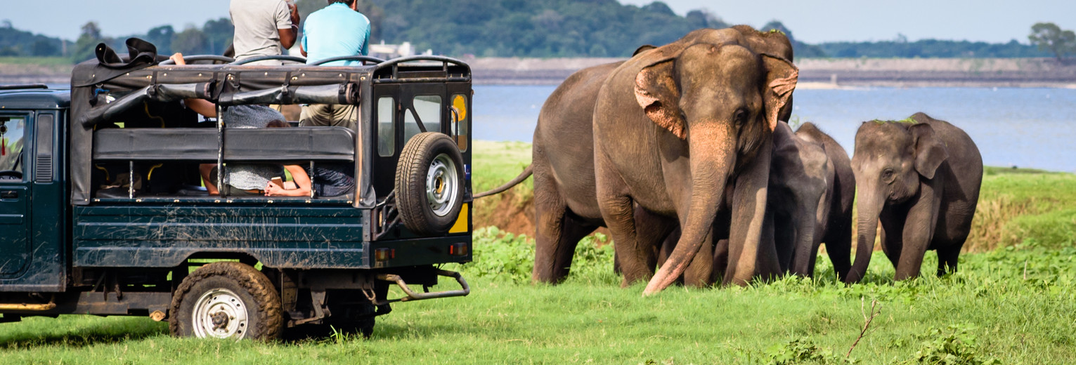 Op safari in Yala National Park spot je olifanten