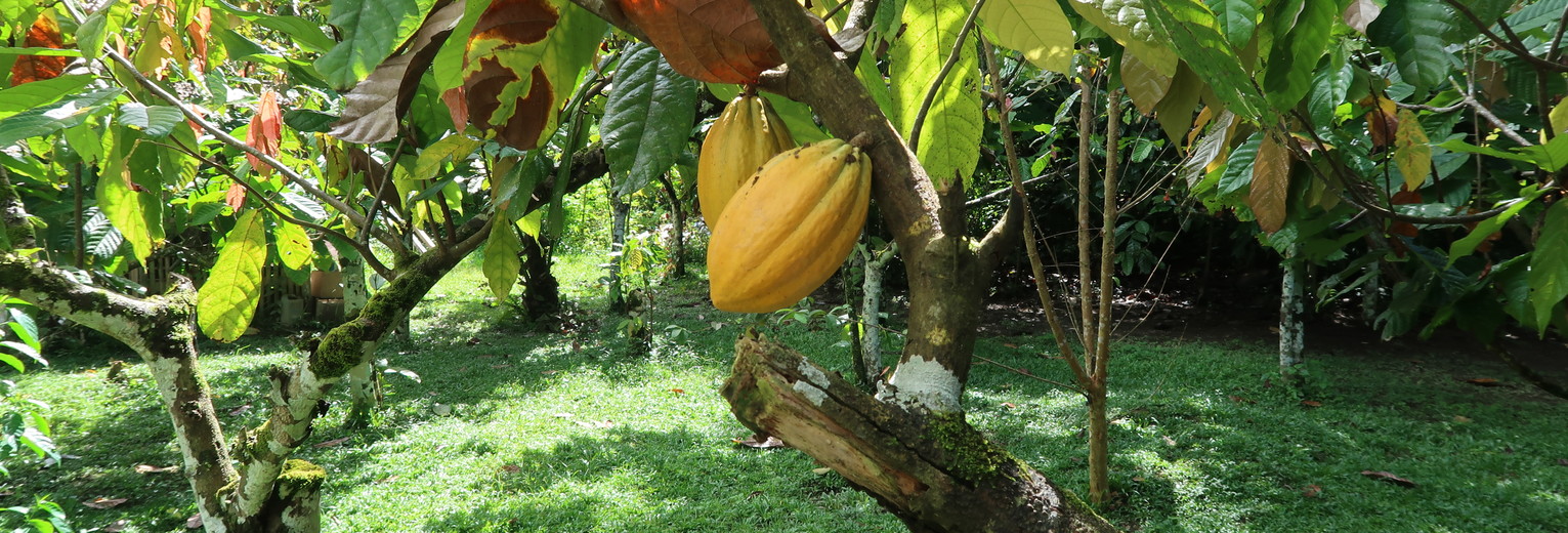 Sulawesi-Tentena-Cacao