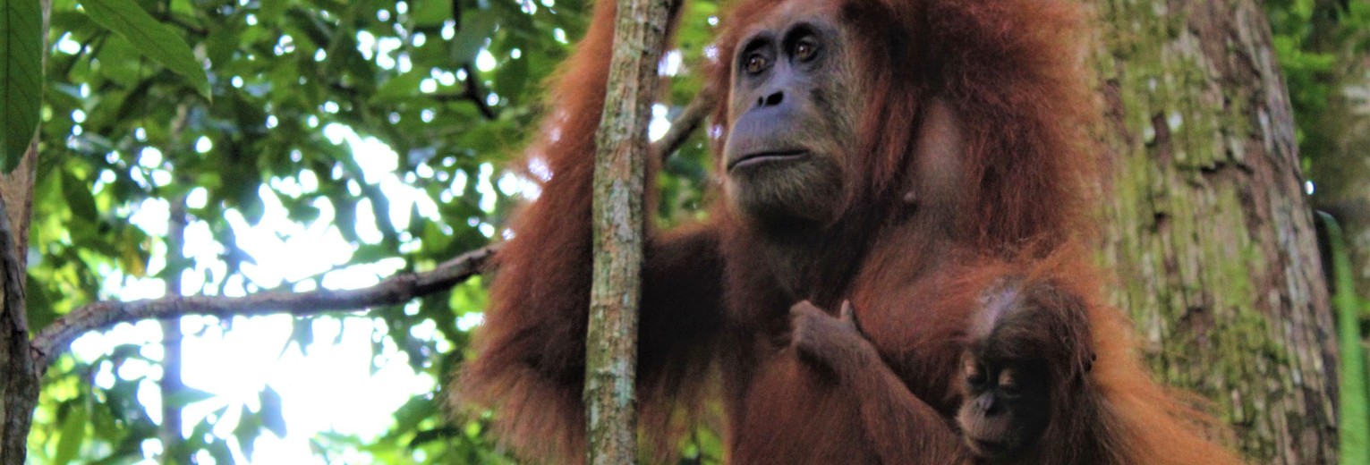 Sumatra-Bukit-Lawang-Jungle-17