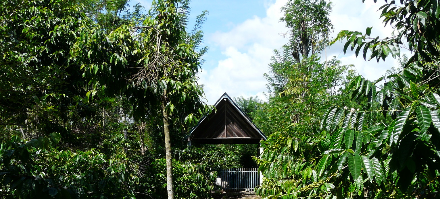 Sumatra-Pagaralam-Groene-Natuur_1_406123