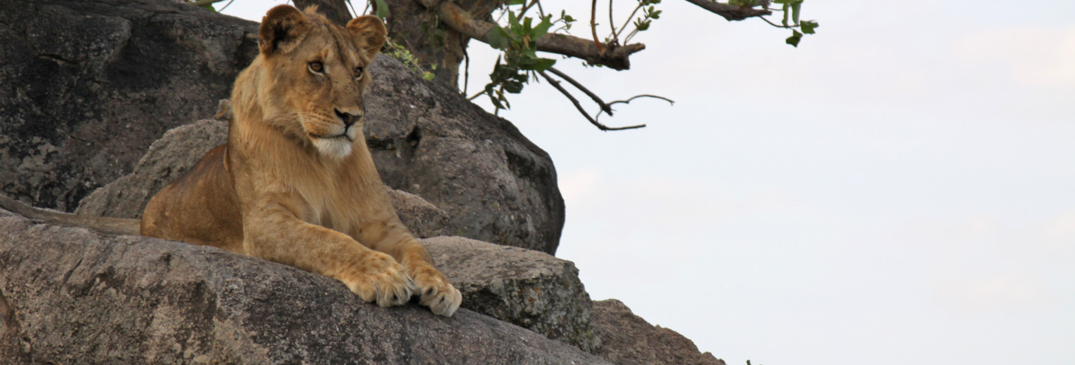 Tanzania-Serengeti-Leeuw2(2)