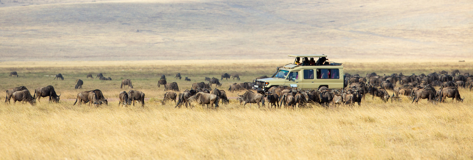 Zebra's en gnoes in het Serengeti National Park, Tanzania