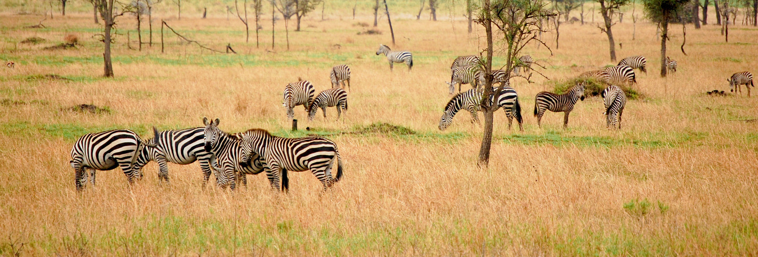 Een kudde zebra's in het Serengeti Nationaal Park, Tanzania