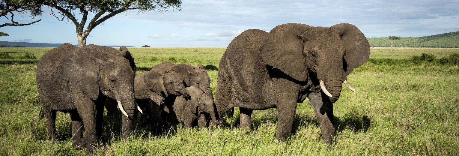 Een kudde olifanten in het Serengeti National Park, Tanzania