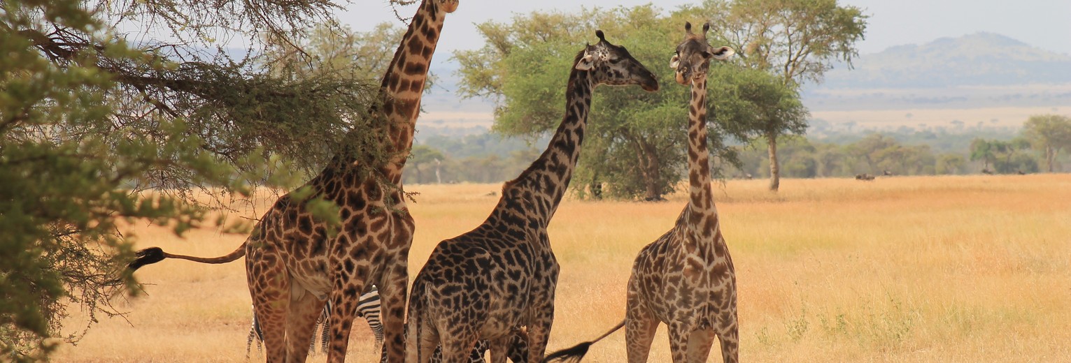 giraffes in Serengeti