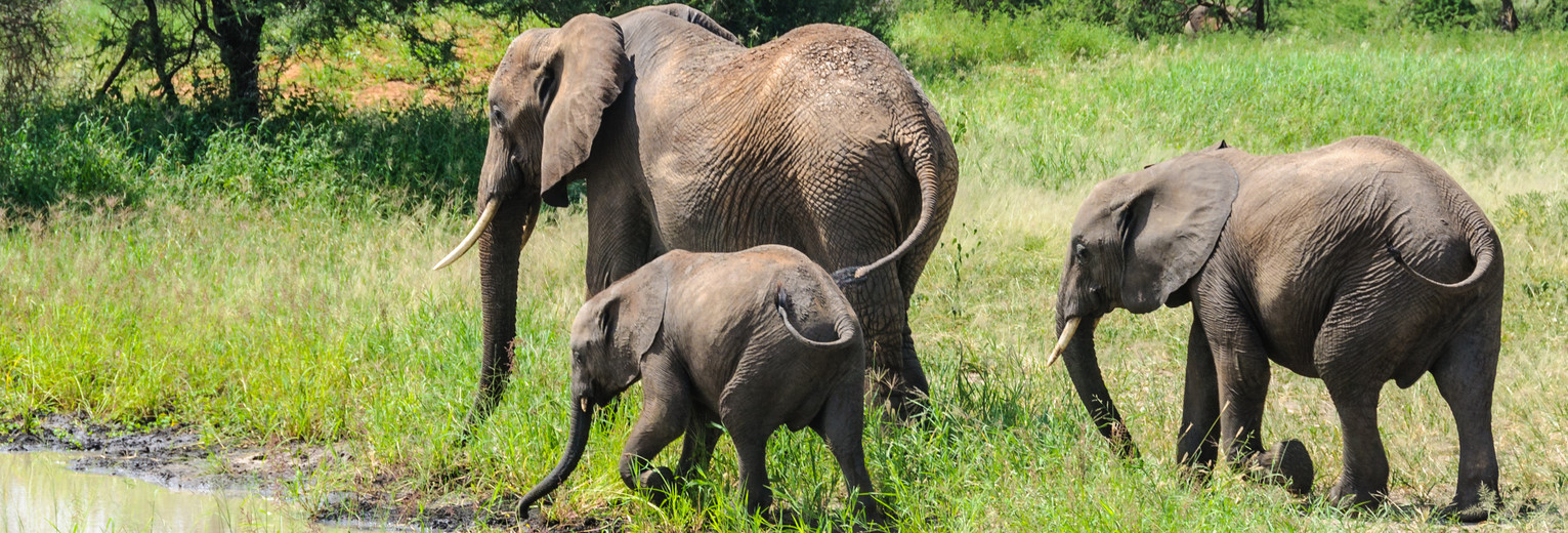 Olifanten op pad in Tarangire National Park