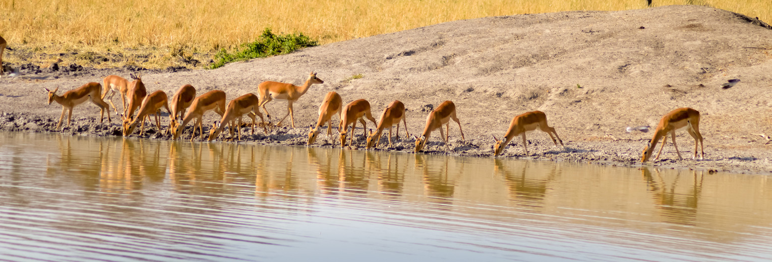 Antilopen in Tarangire NP