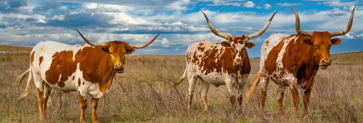 Grazende longhorns op een ranch in Texas, Verenigde Staten