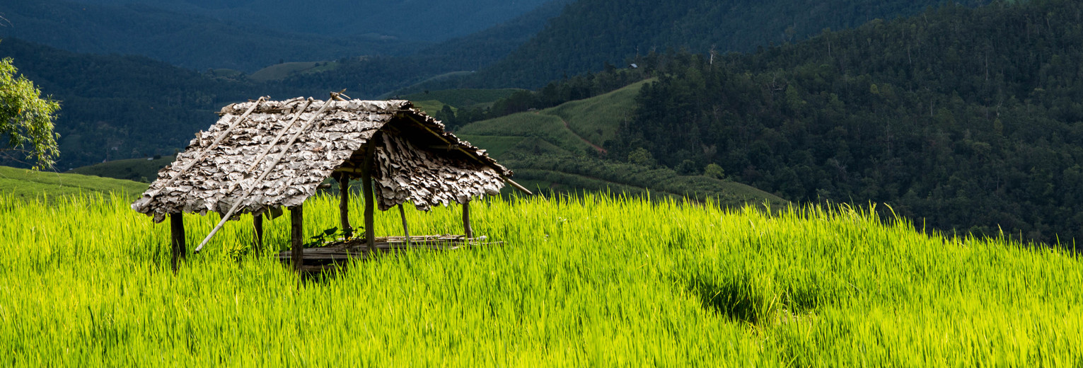 Rijstvelden in Thailand