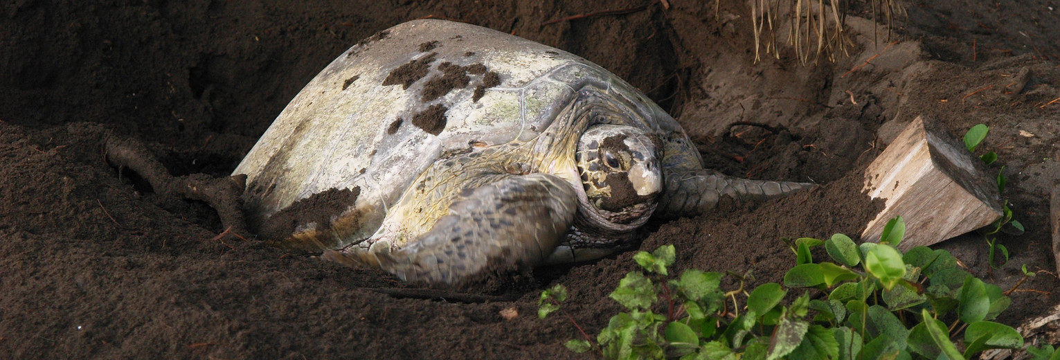 Tortuguero-NP-1-zeeschildpad Tortuguero-NP-1-zeeschildpad