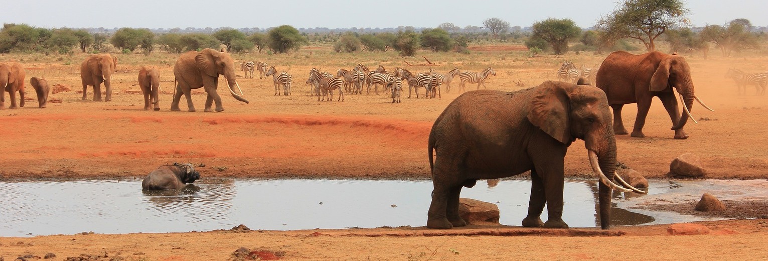 Olifanten en zebra's drinken bij een waterpoel in Kenia