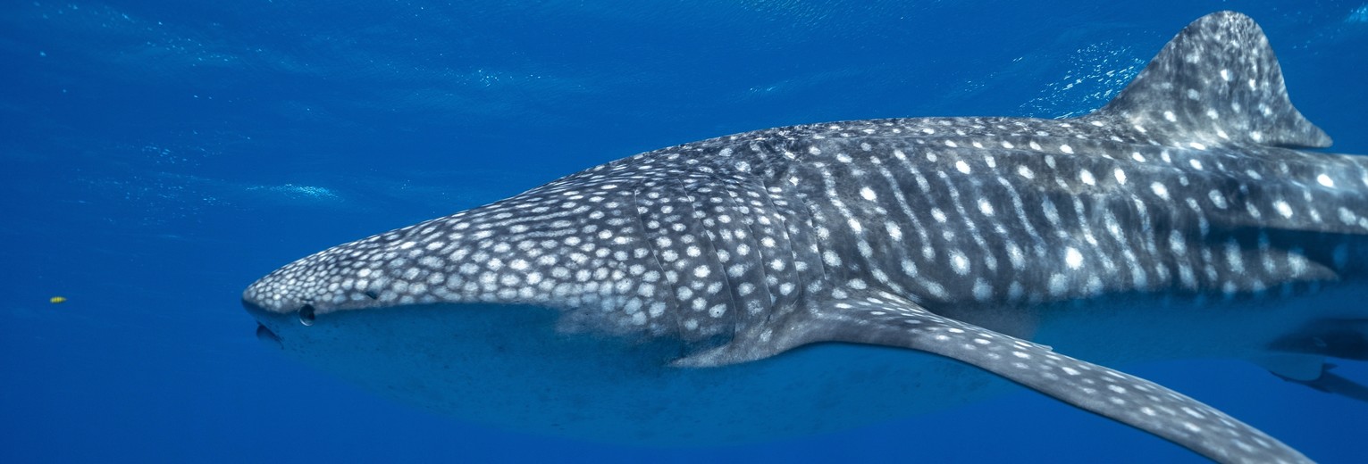 Walvishaaien-79b094fd_4_628402