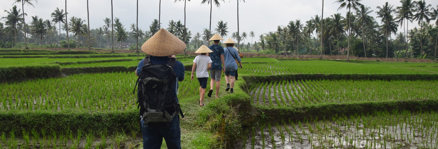Wandelen-door-rijstvelden-Kalibaru_1_345221