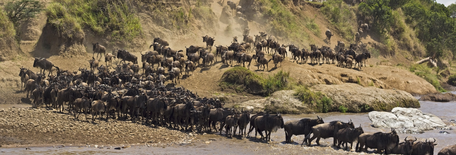 Migratie van gnoes en zebra in Tanzania