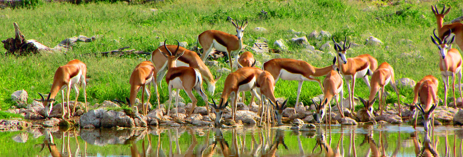 Wildleven spotten In Etosha, Namibië