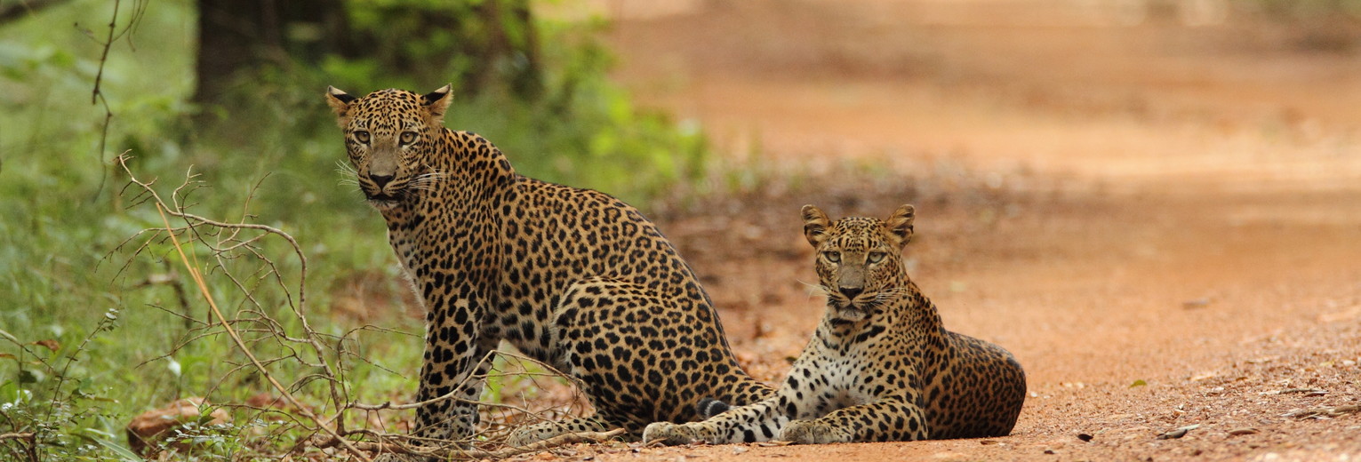 Luipaarden in Sri lanka
