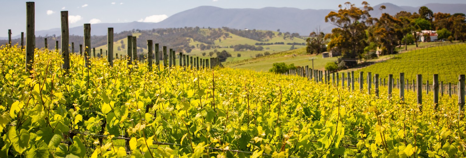 Yarra-Valley-wijngaarden-uitzichten