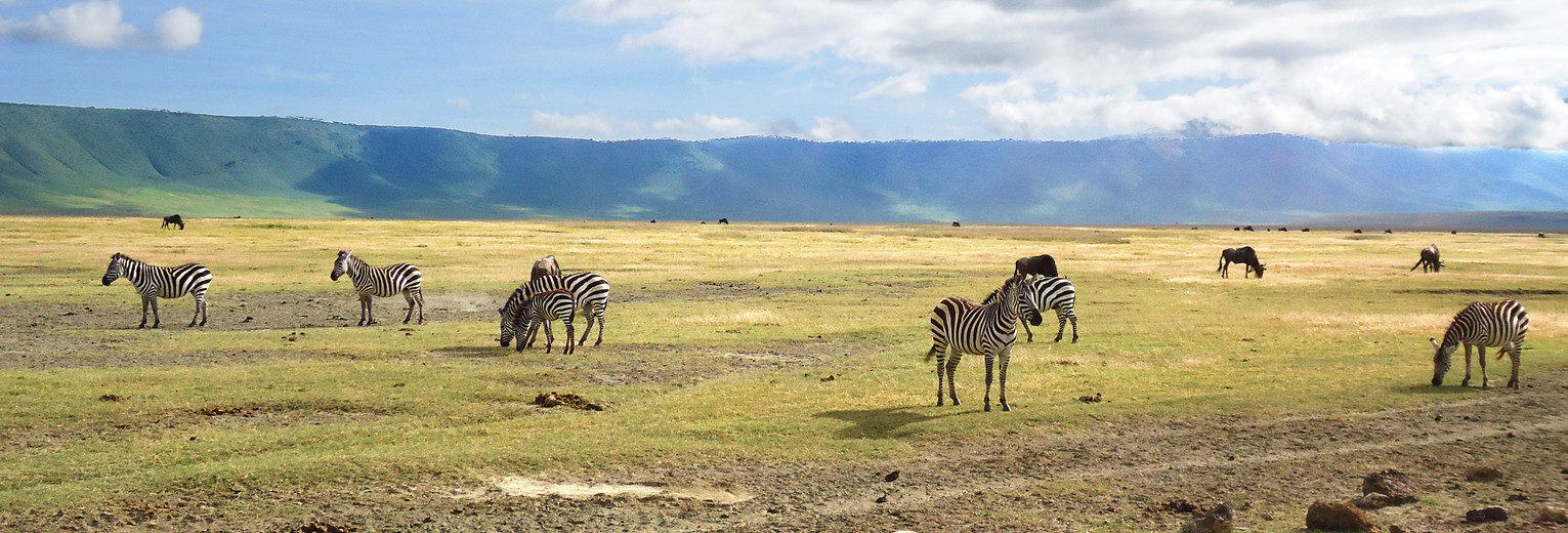 Dieren spotten in de Ngorongoro Krater