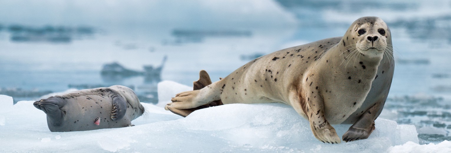 Zeeleeuwen en ander wildlife spotten in Kenai Fjords National Park