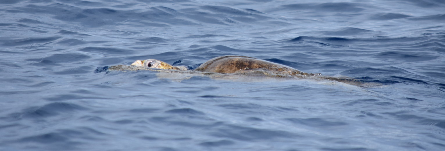 Zeeschildpad-bij-Isla-del-Cano-Corcovado-NP-2