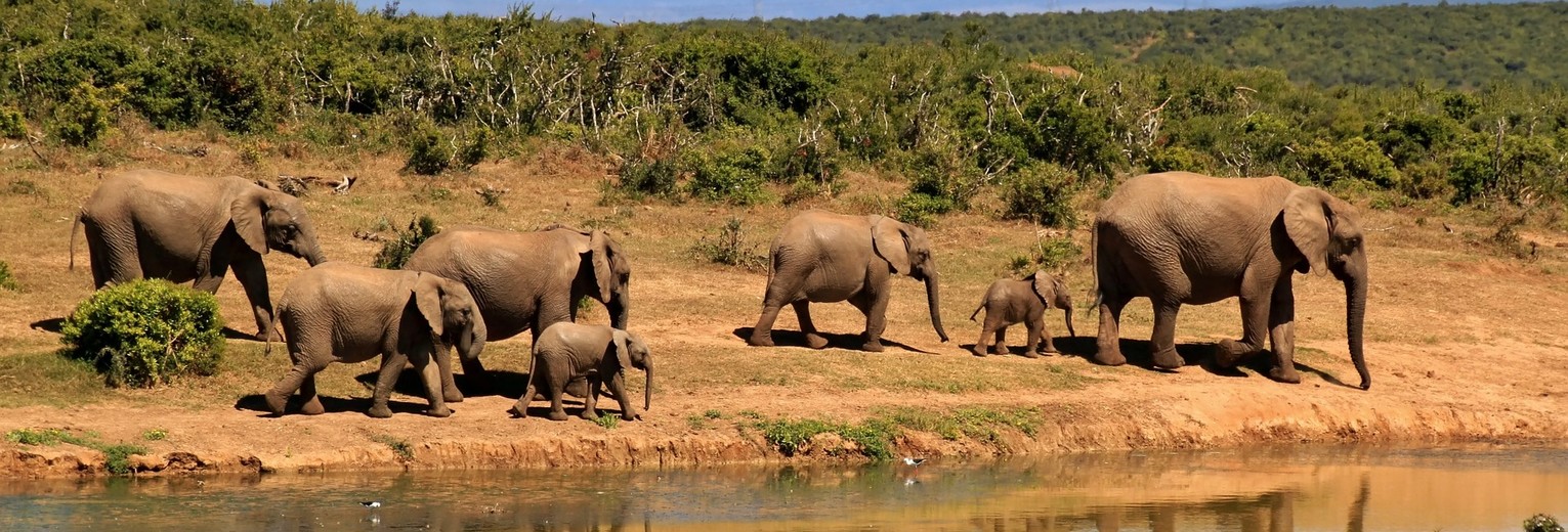 Olifanten spotten in Zuid-Afrika Olifanten spotten in Zuid-Afrika