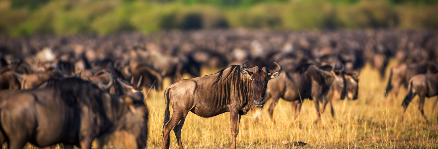 Gnoes in Zuid-Afrika