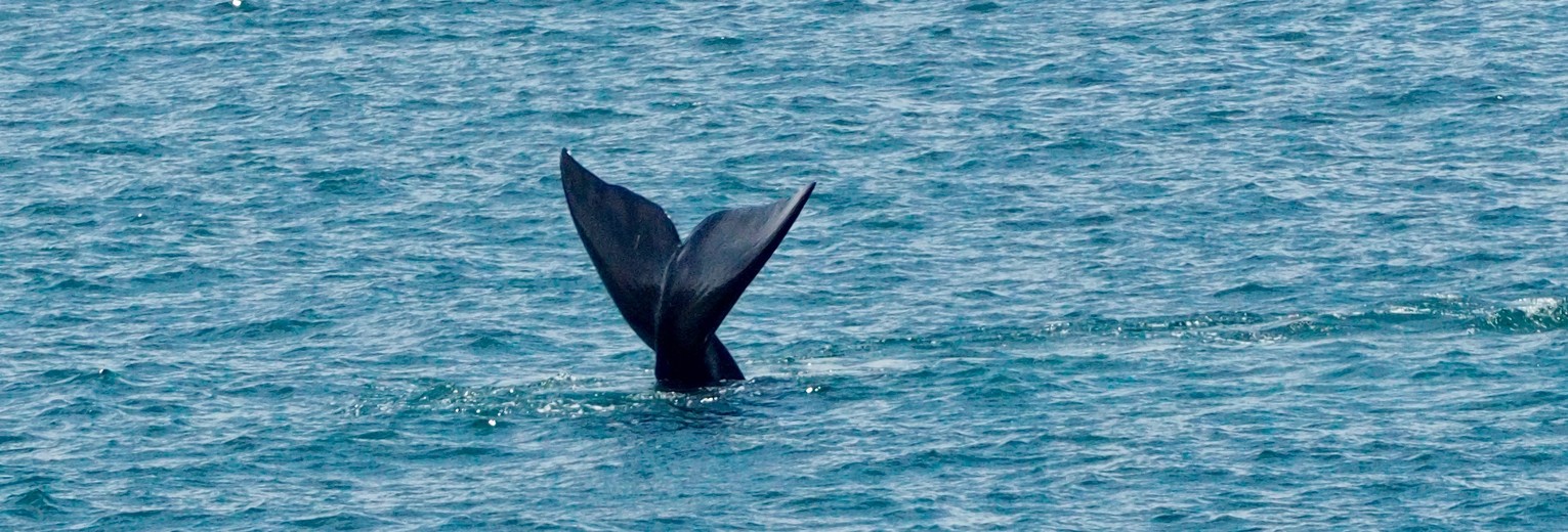 Walvissenstaart in Hermanus