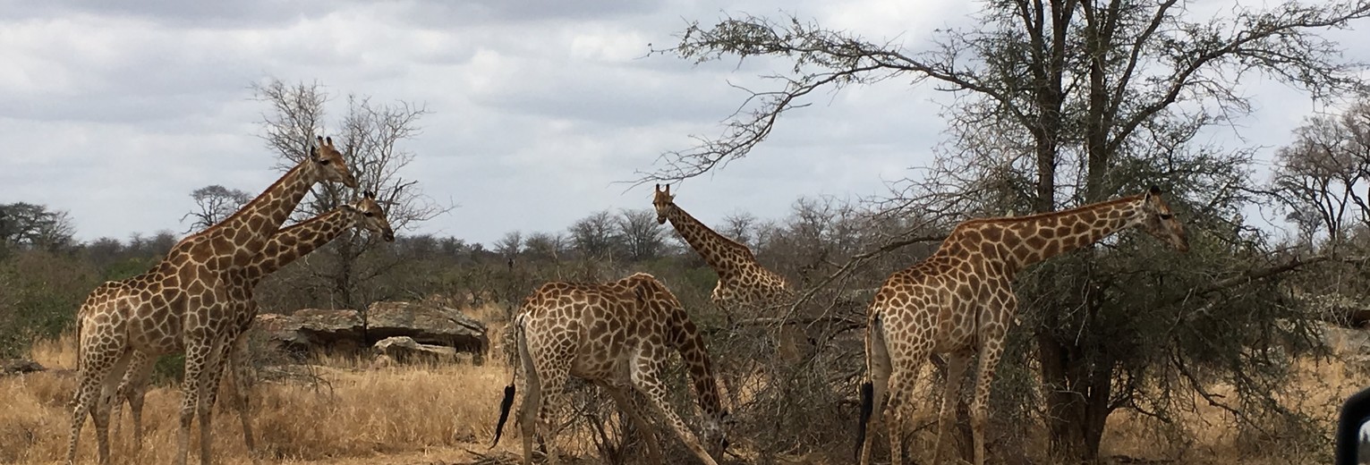 Zuid-Afrika-Krugerpark-Wildleven1_1_386780