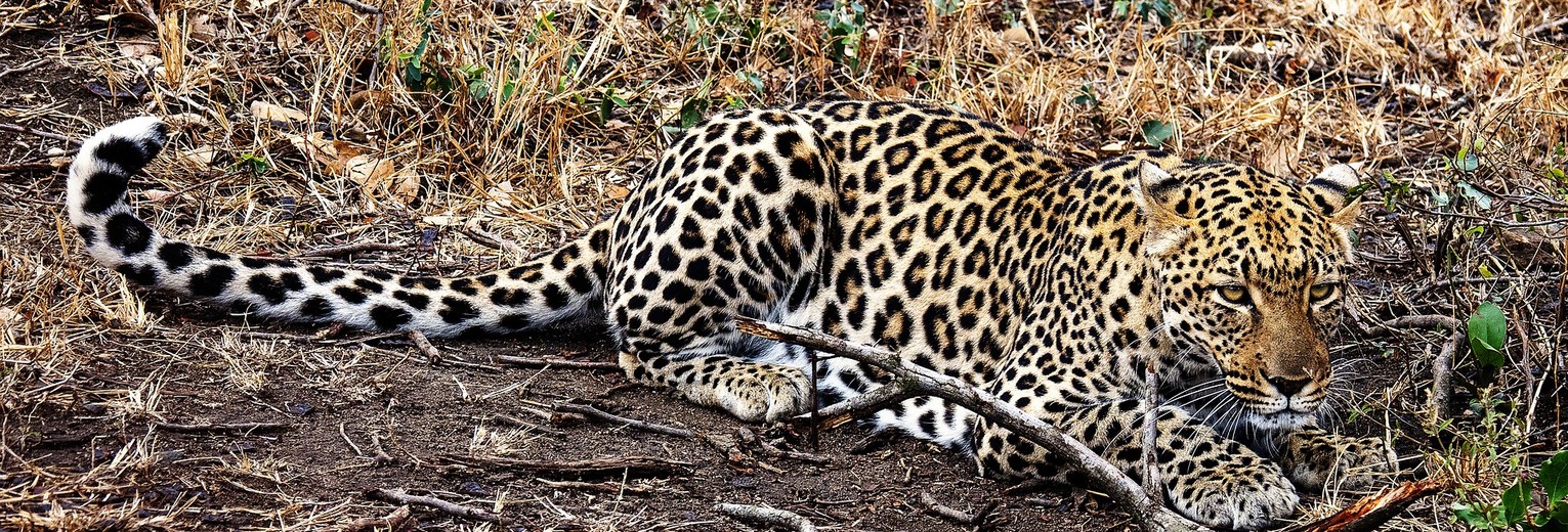 Zuid-Afrika-Luipaard-Loeren