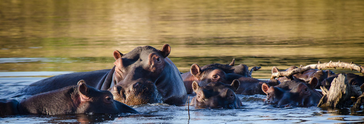 Zuid-Afrika-Timbavati-wildresveraat_2_305486