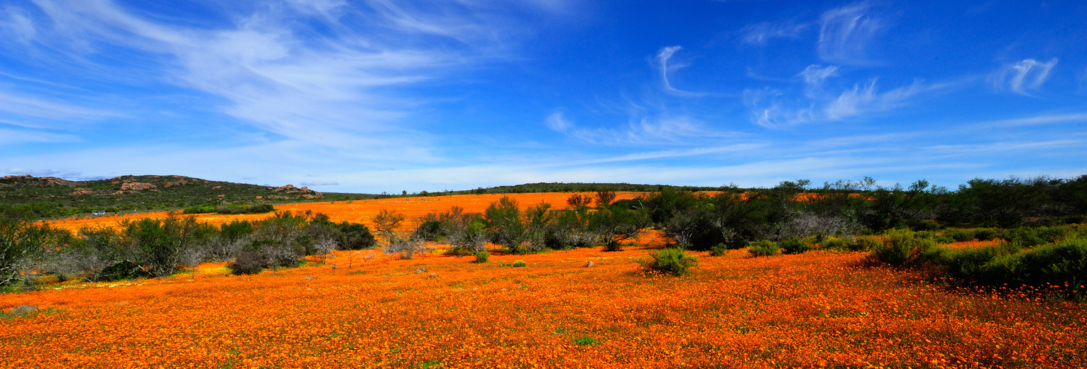 Bloemenzee in Namaqua Zuid-Afrika