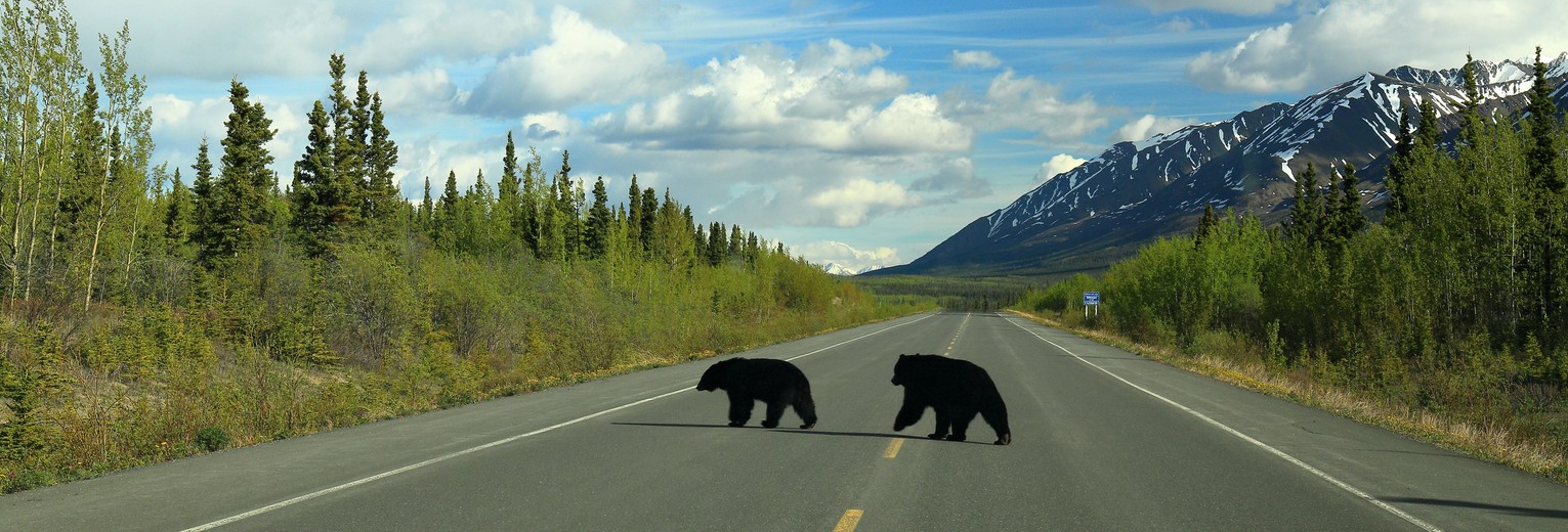 Beren steken de weg over