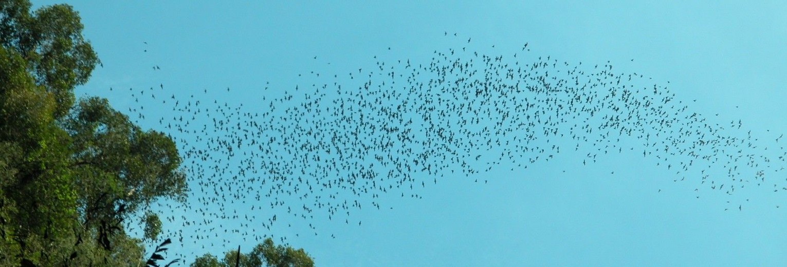 borneo-sarawak-mulu-vleermuizen(13)