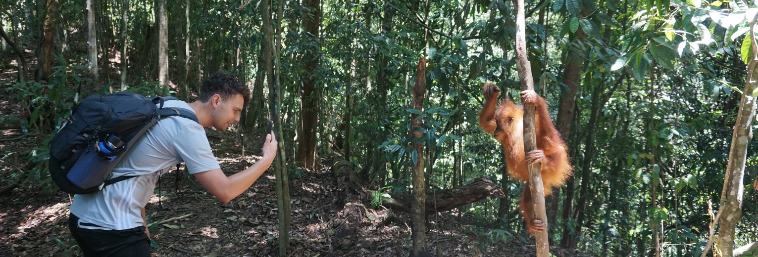 Dichtbij een baby orang oetang in Bukit Lawang, Sumatra