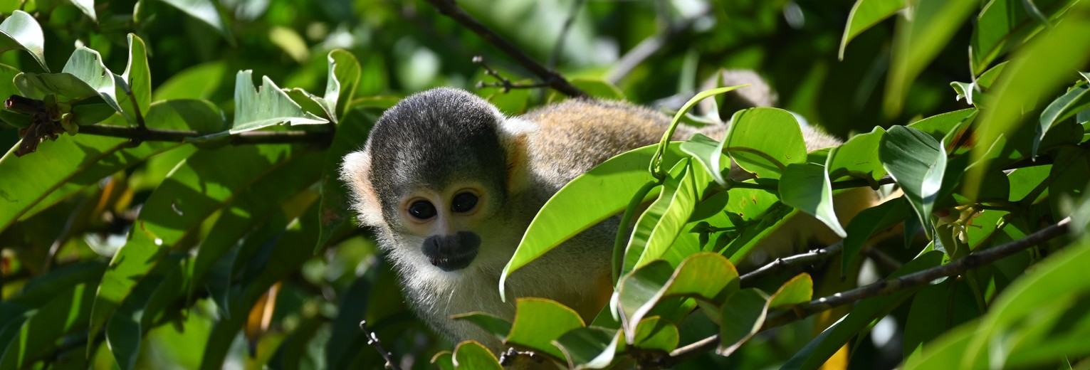 Doodshoofdaapje in Peru