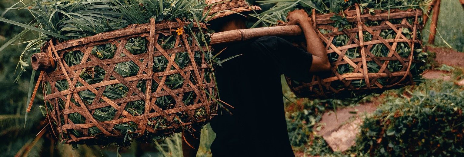 Werken in de rijstvelden van Ubud, Java, Indonesië