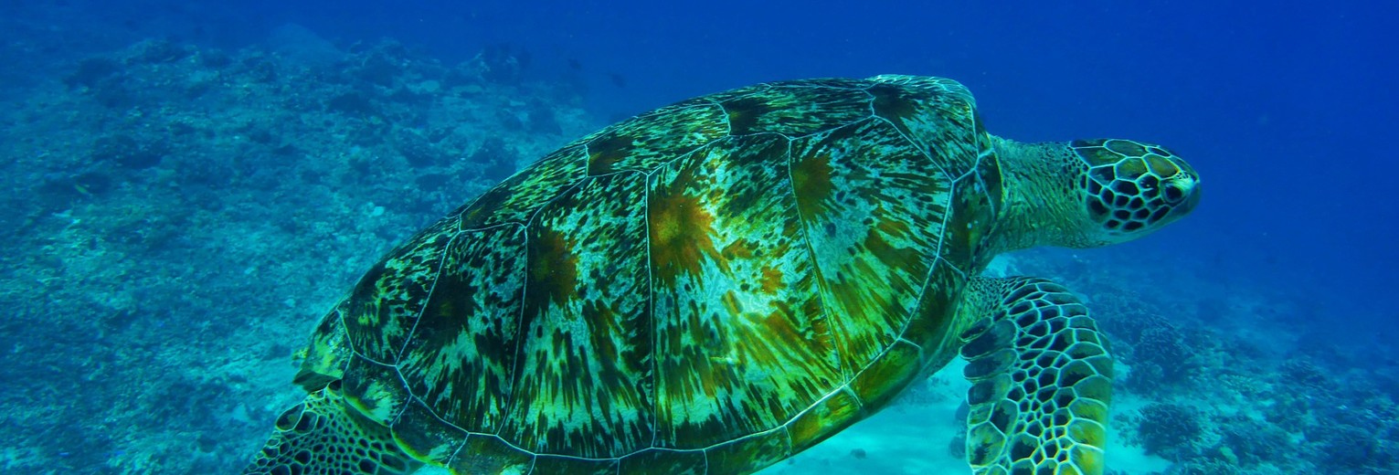 indonesie-lombok-gili-air-zeeschildpad_1_387449 indonesie-lombok-gili-air-zeeschildpad_1_387449