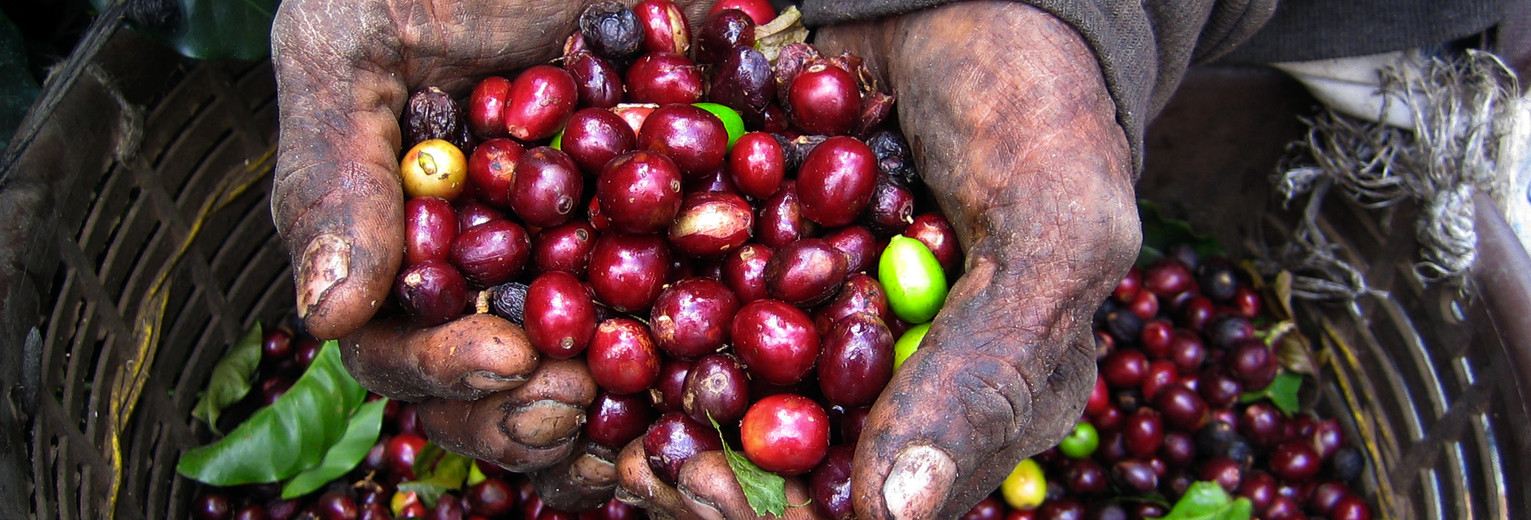 koffiebonen-op-koffieplantage(5)