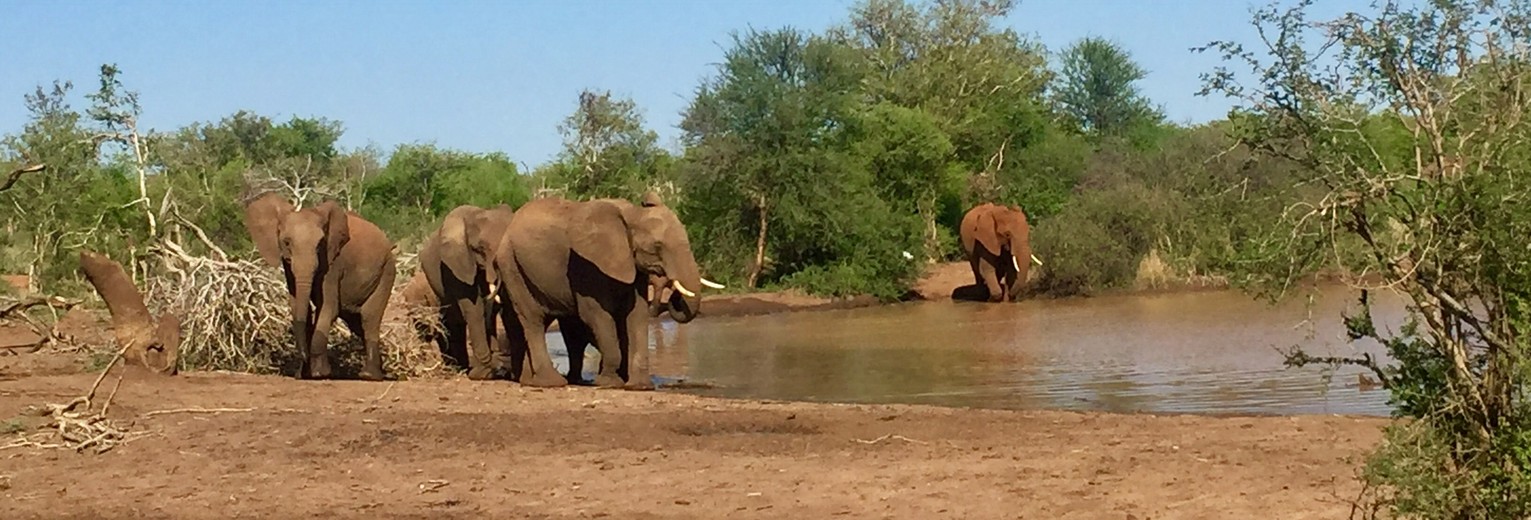 olifanten drinkplaats, madikwe.jpg olifanten drinkplaats, madikwe.jpg