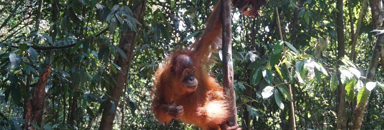 Orang oetang in Bukit Lawang