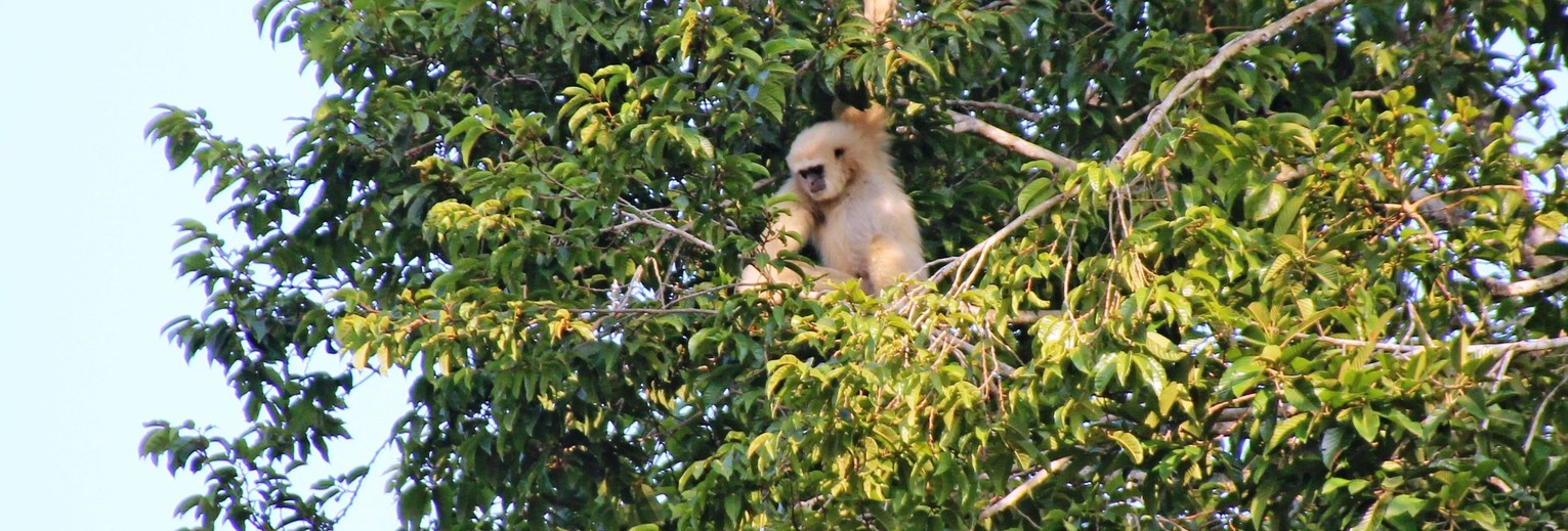 Gibbons in Keo Seima Wildlife Sanctuary