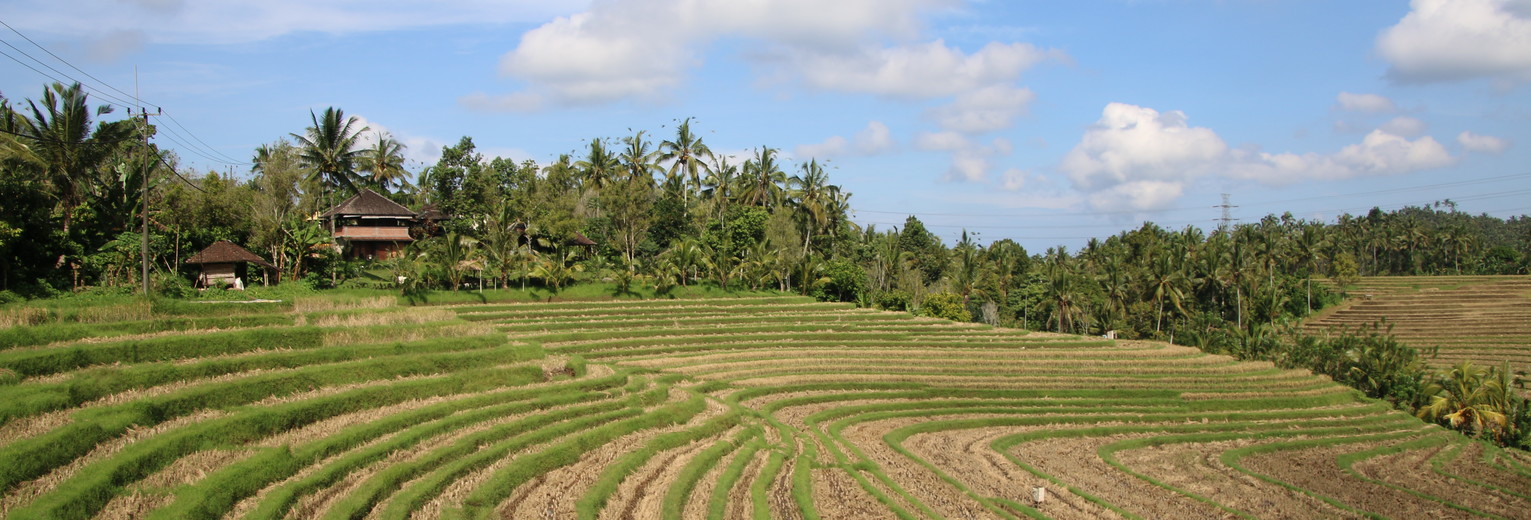 Langs de uitgestrekte rijstvelden van Blimbing op Bali