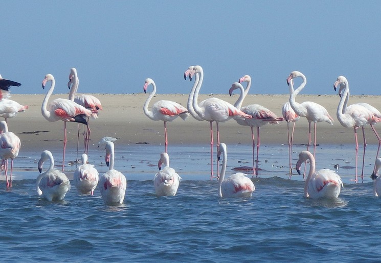 Flamingo's bij Walvisbaai